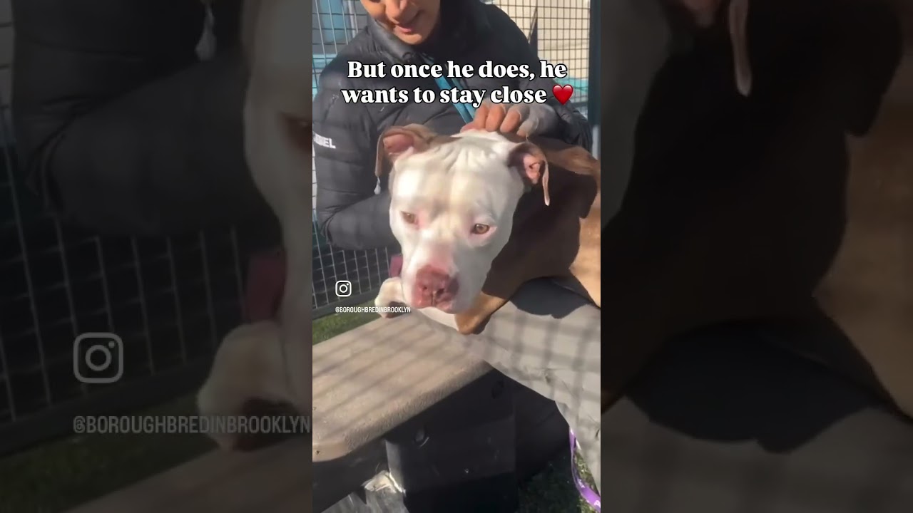 Fox 217837 scared little guy 🦊