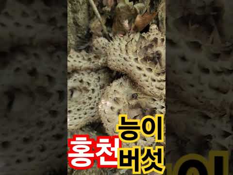 홍천 <strong>능이</strong> <strong>버섯</strong> 나옴