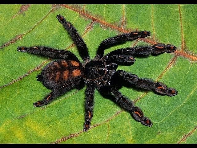 Psalmopoeus irminia обзор паука