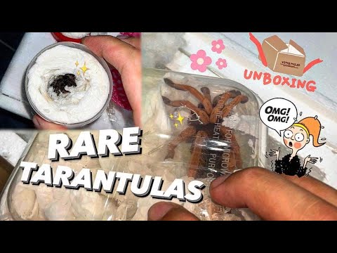 Unboxing 2 super RARE TARANTULAS here !!!