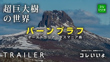 『超巨大樹の世界・予告』バーンブラフ（オーストラリア・タスマニア島）　コレいいよ.JP