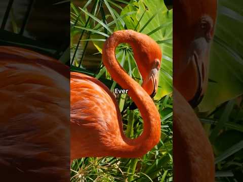 Flamingos The Real Reason They Stand Dance Eat Upside Down
