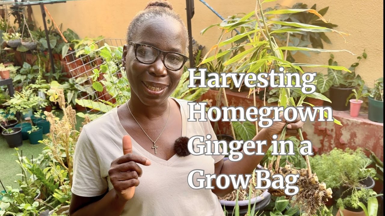 Harvesting Homegrown Ginger in a Grow Bag | Easy DIY Gardening on Concrete