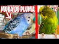 TODO SOBRE LA MUDA DE PLUMA EN PERIQUITOS