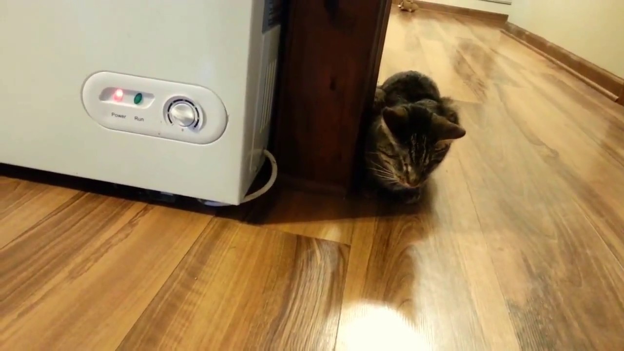 Adorable Rescue Kitten - Blind Cat is Unimpressed