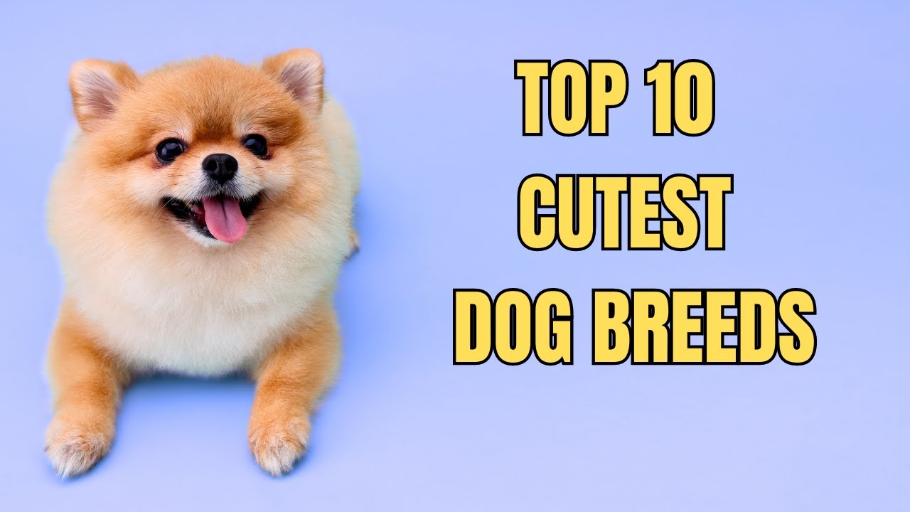 Top 10 Cutest Dog Breeds YouTube