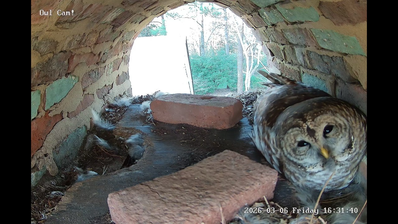 Owl Cam LIVE: Night 7 stream