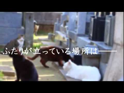 全優石ラジオCM動画「娘と婚約者」編