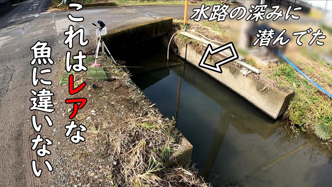 赤いヒレの魚・・・　これはレアな魚に違いない