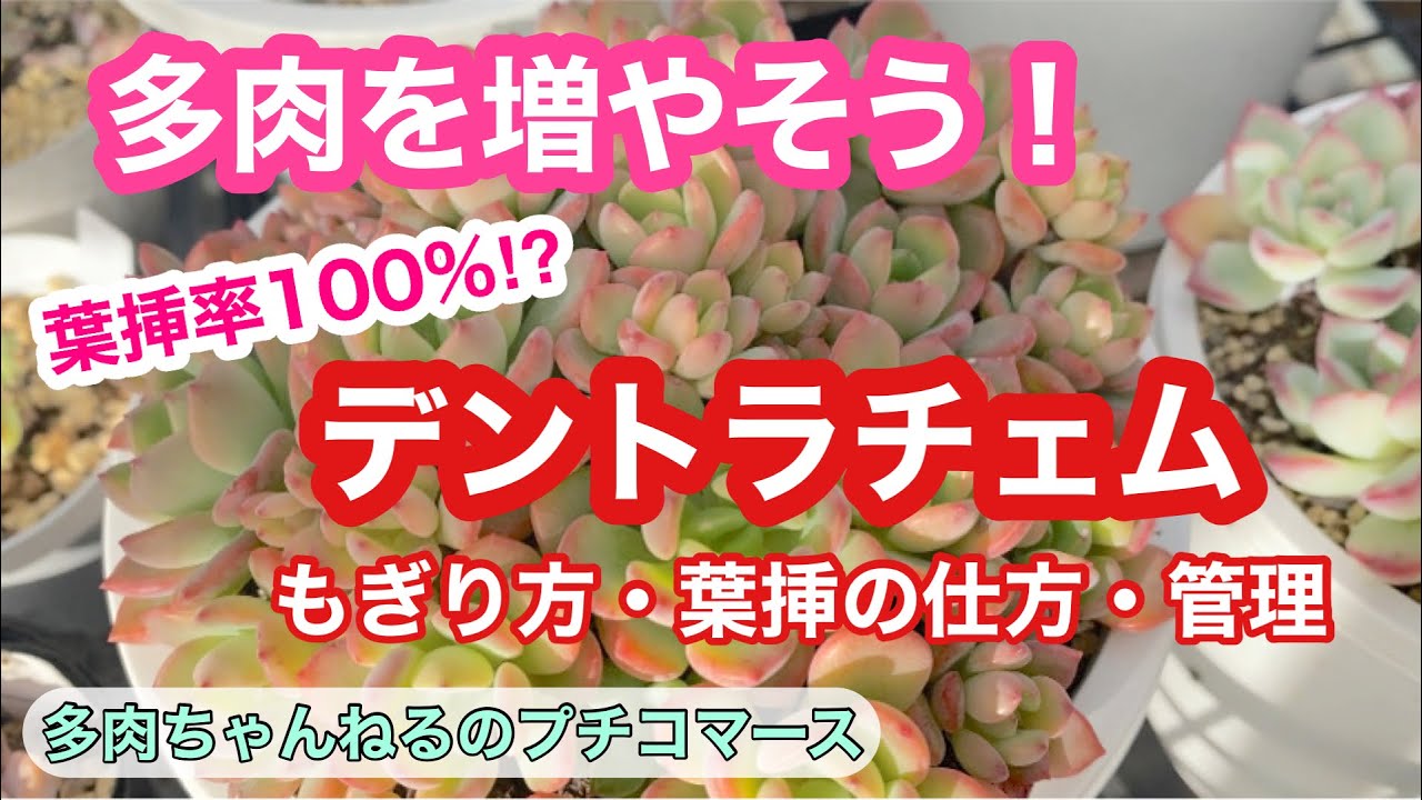 多肉植物 多肉を増やそう 増やしやすい デントラチェム 葉っぱのもぎり方 葉挿の仕方 管理まで Youtube