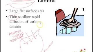 Nutrition in Plants: Leaf Structure and Function (Part 1)