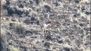 Target buck found… 2026 fallow deer rut. 