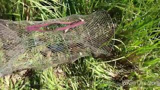 UKCA Did research on bacon as bait for the Turkish narrow clawed crayfish. Did it work?......