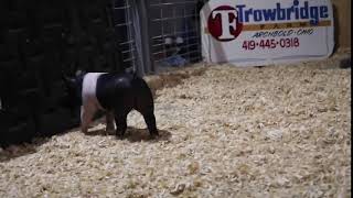 Crossbred Gilt 29-5 News