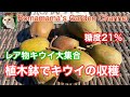 【家庭菜園】プランターで美味しいレッドキウイが栽培できました #果樹栽培 #キウイフルーツ