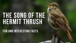Fun Facts About the Beautiful Hermit Thrush Song