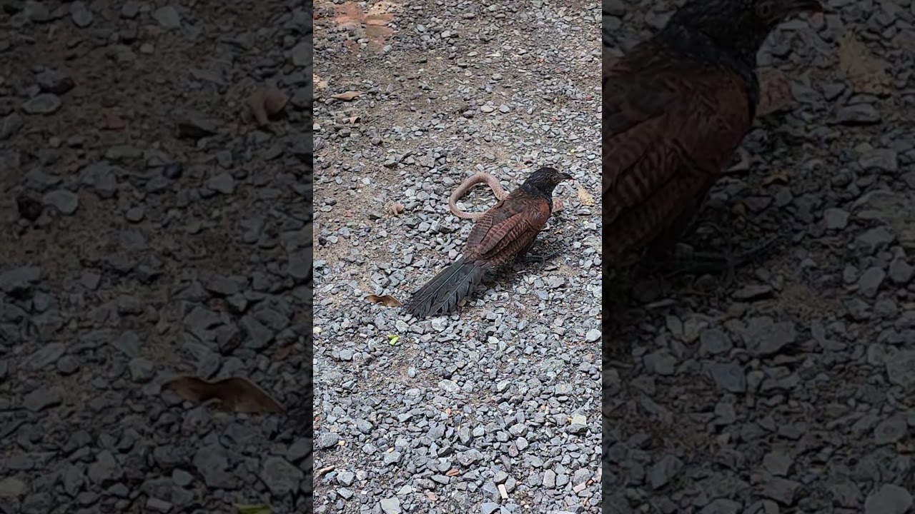 뱀을 사냥하는 나팔