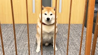 牢獄に囚われた飼い主と再会し嬉しさと悲しさでパニックになる柴犬