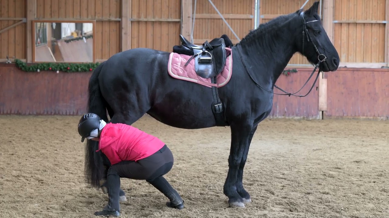 Sicherheit & Freude im Pferdeberuf