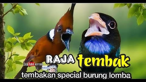 RAJA TEMBAK special tembakan burung lomba kasar panjang cililin vs tengkek plus air mengalir
