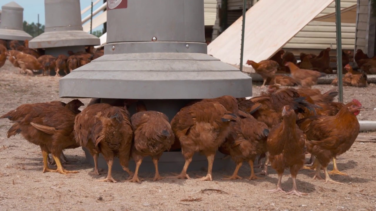 The difference between pastured and industrial chickens YouTube
