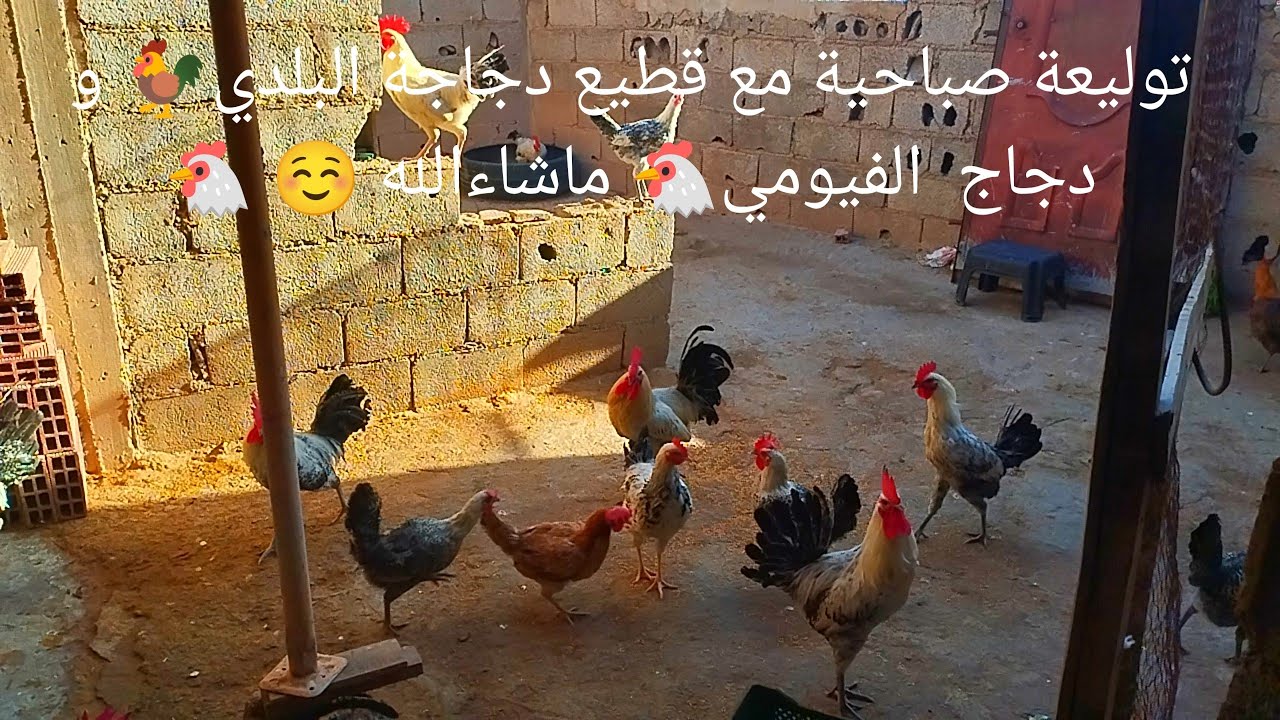 توليعة صباحية مع قطيع دجاجة البلدي🐓 و دجاج  الفيومي🐔 ماشاءالله ☺ 🐔