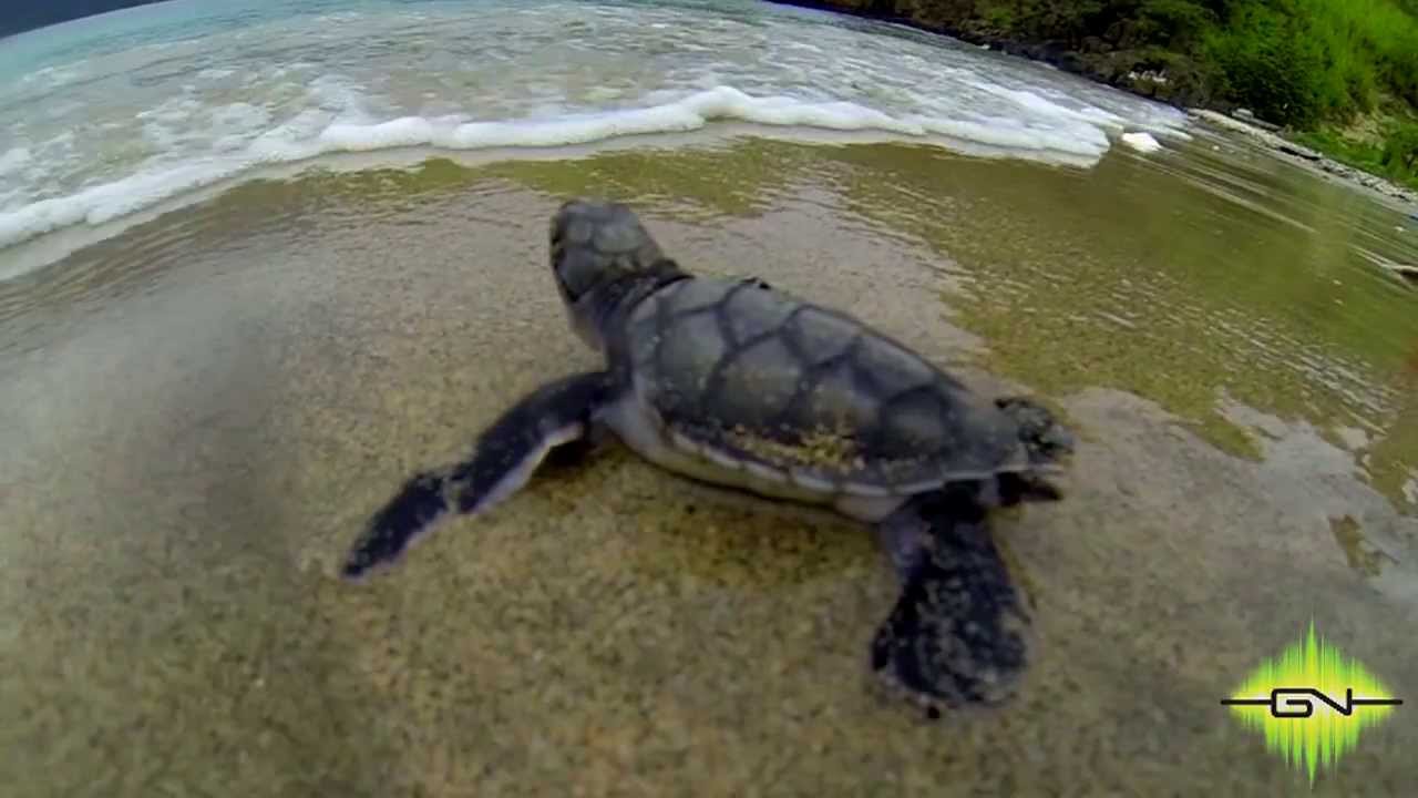 Animales de Costa Rica - YouTube