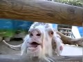 Funny weird crazy goat compilation