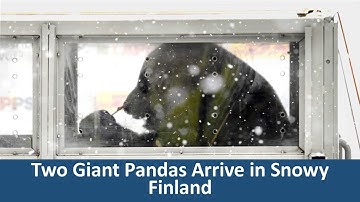 Learn English with VOA News - Two Giant Pandas Arrive in Snowy Finland