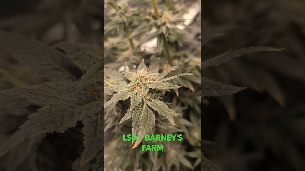 LSD - Barney's Farm 