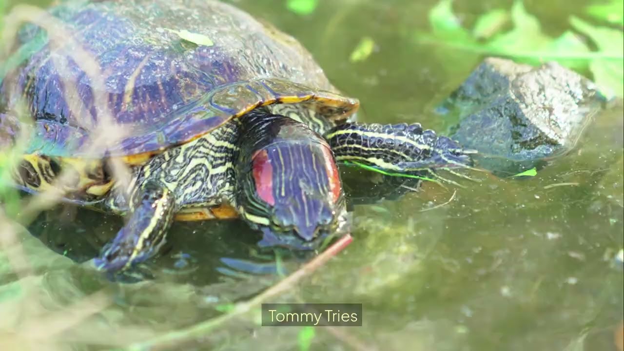 Never Give up and Believe in yourself! Make ur children learn from this story! 