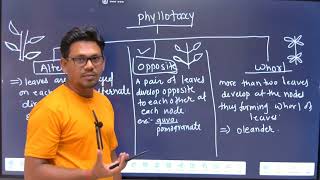 Arrangement of leaves:phyllotaxy||types of phyllotaxy||phyllotaxy meaning||phyllotaxy explained 