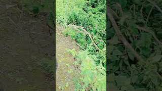 clear the hanging fencing deauty