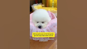 "Làm Thế Nào Để Bé Cưng Ngủ Ngon Trong Mùa Đông? 🌨️😴" #notapetvn #thucung #dog #cat