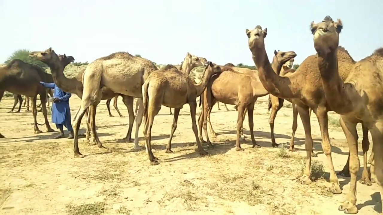 Funny Brown Colour Camels