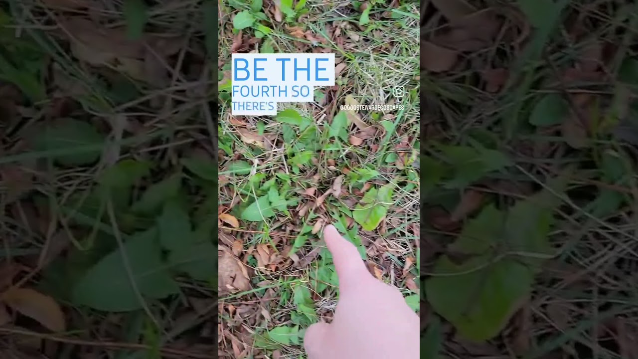 Fall Garden Maintenance Tip - Leave the Leaves! 