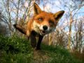 Capture de la vidéo Ylvis - The Fox (What Does The Fox Say?)