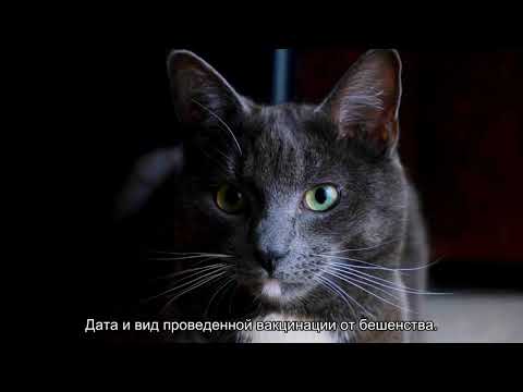 Как перевезти кошку в самолета в России: правила и нормы провоза