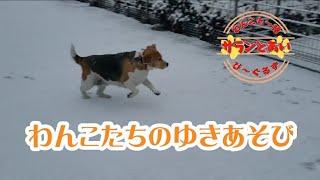 【ビーグル犬】わんこたちのゆきあそび