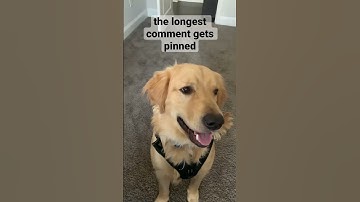 the longest comment gets pinned! #goldenretriever #viral #fyp #longestcomment @YouTube