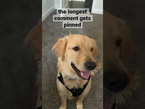 the longest comment