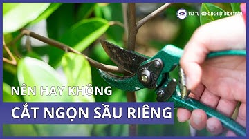 NÊN HAY KHÔNG CẮT NGỌN SẦU RIÊNG | VTNN BÍCH TRÂM