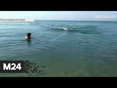 Дельфин бросил рыбу в туристку на Тамани - Москва 24