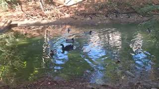 UC Davis Arboretum and Public Garden November 13, 2024