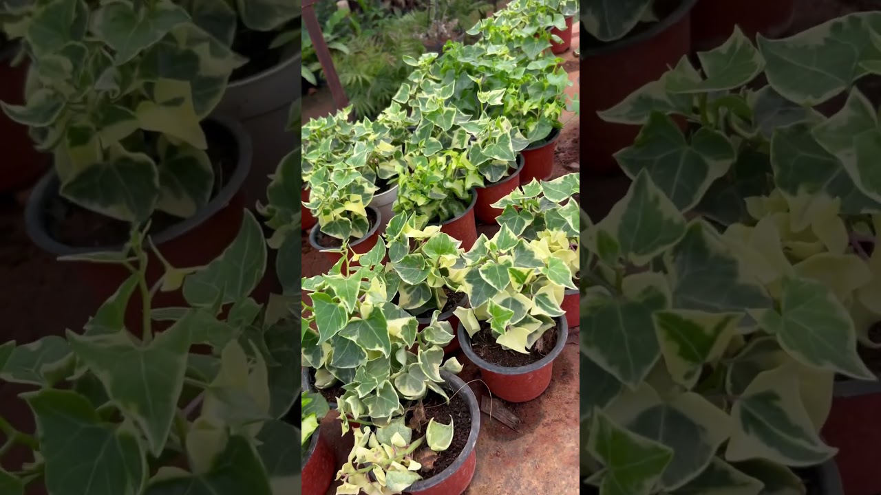 Varigated English ivy plants / English ivy 
