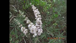 Vitex Agnus-Castus,Chastetree,Chasteberry,Abrahams Balm,Lilac Chastetree,Or Monks Pepper,