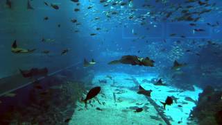 S.E.A. Aquarium 20 minutes of staring at the main tank
20 minutes of staring at the main tank. No Audio. S.E.A. Aquarium 20 minutes of staring at the main tank