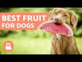 The BEST FRUIT for DOGS - Benefits and Servings