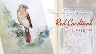 Red Cardinal Female Watercolor Painting | How to paint a bird in watercolor