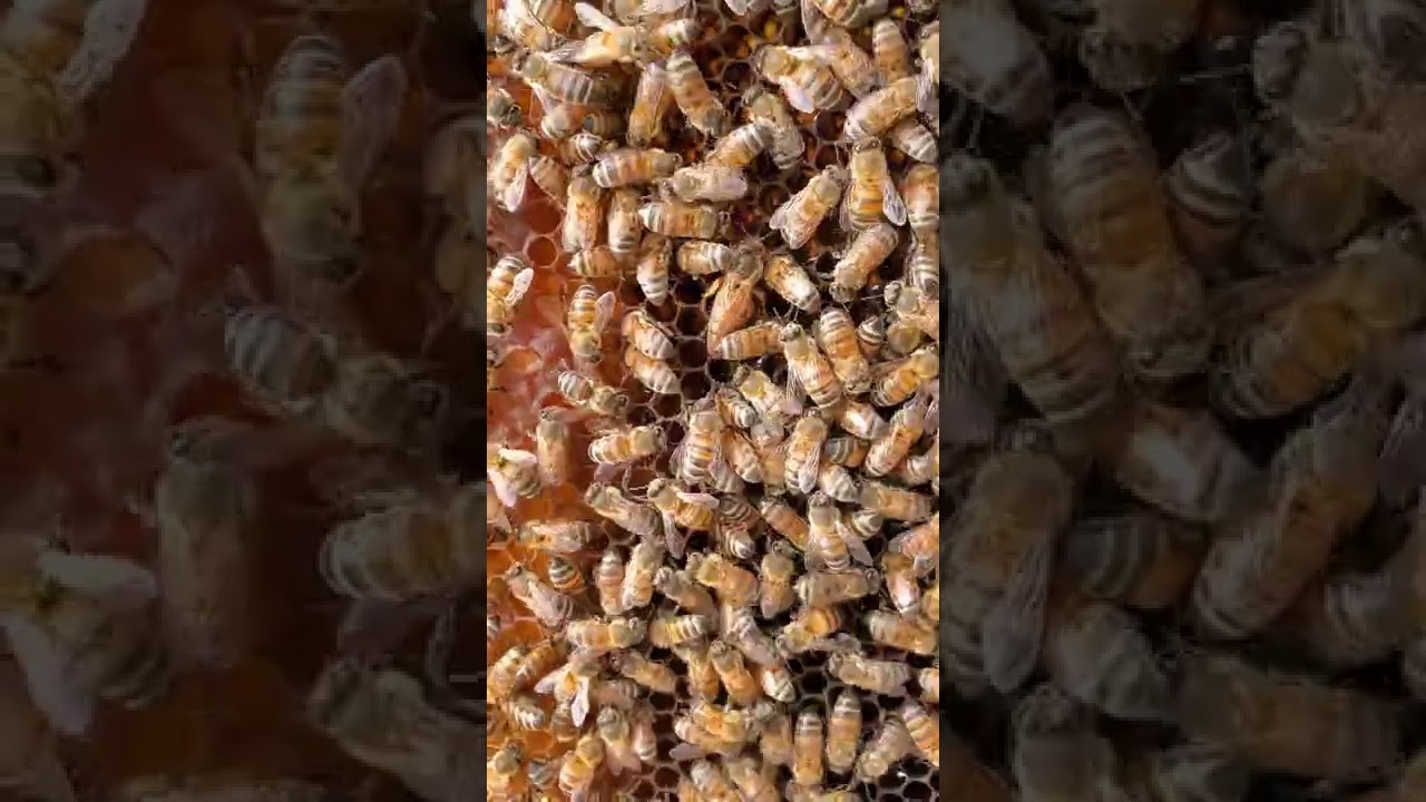 Como es la abeja reina | Función de la abeja reina | APICULTURA